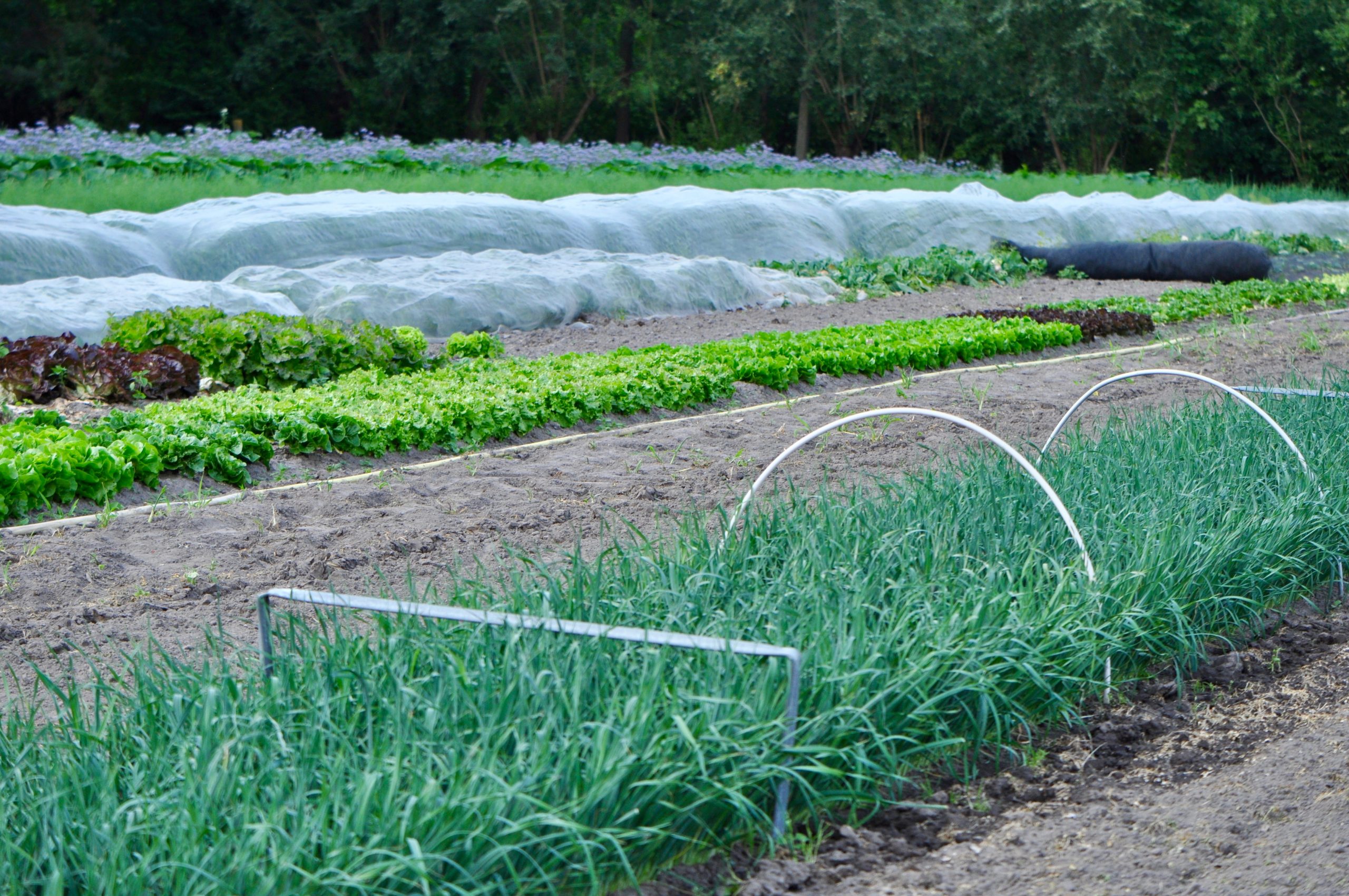 food policy production eu green deal farm to fork